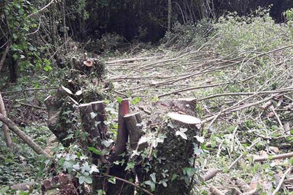 tree-surgery-cornwall